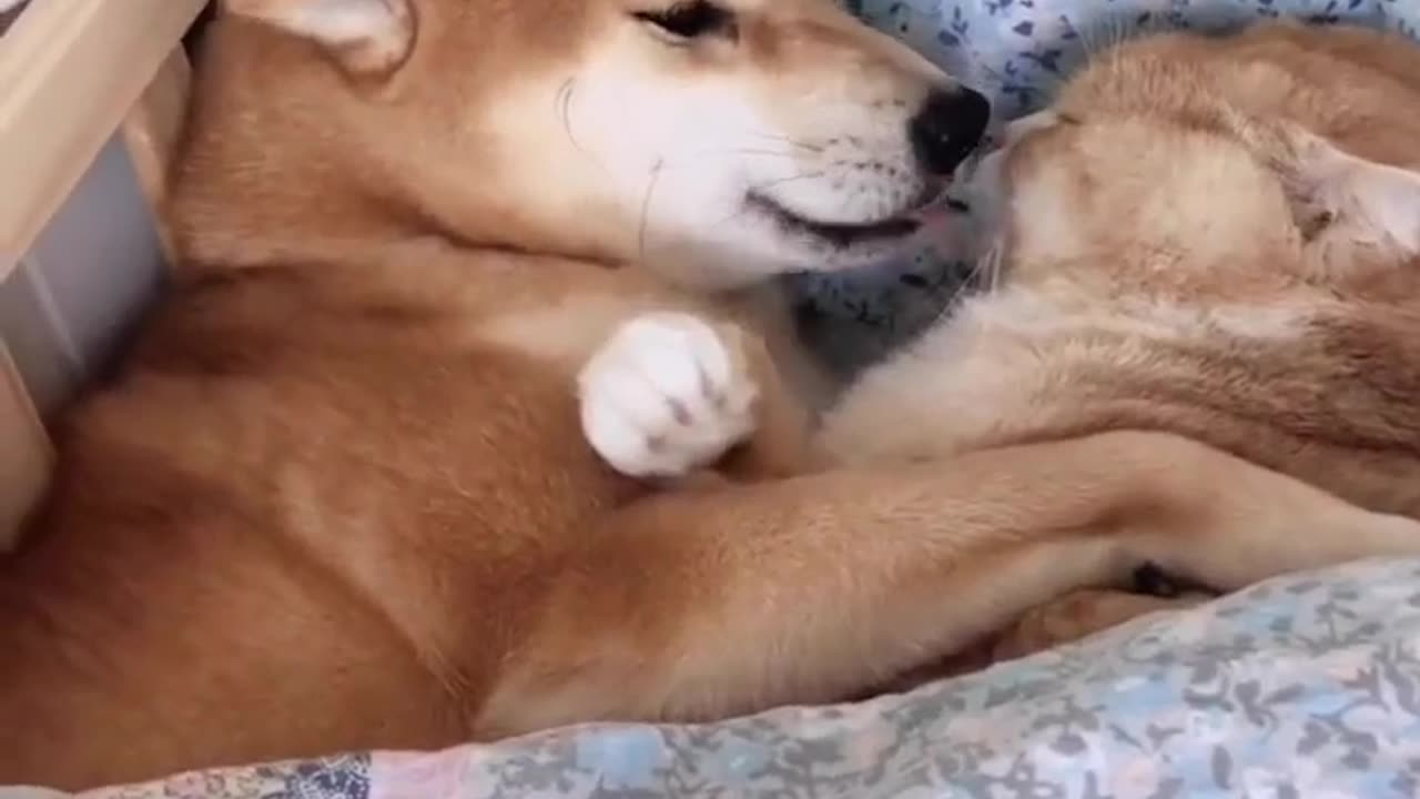 cute and funny cat and dog video #1