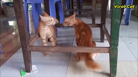 Cats Fighting and Meowing -FUNNY- These Two are Bloody Brothers