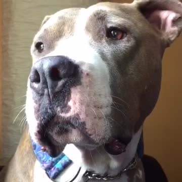 Pit Bull performs snout exercises
