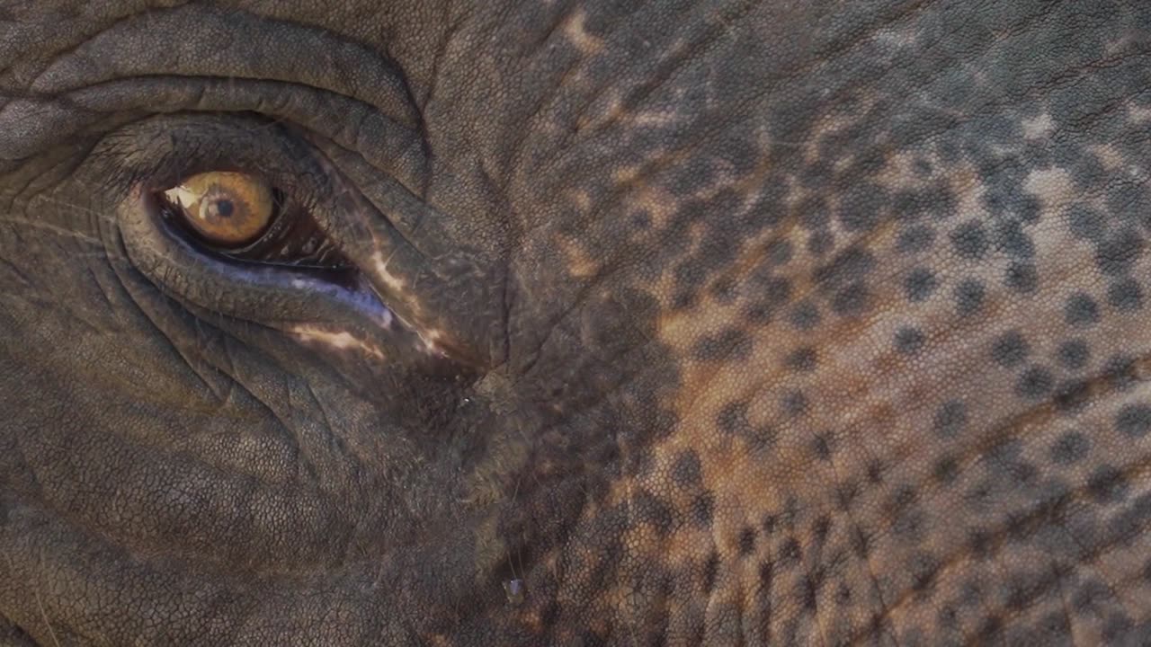 The African elephant