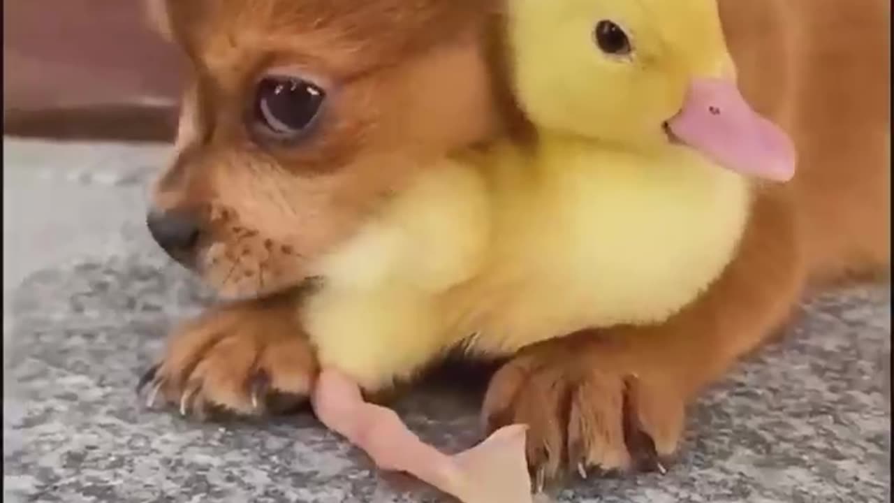 The most funny animals
