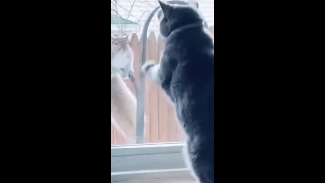 Funny cats video