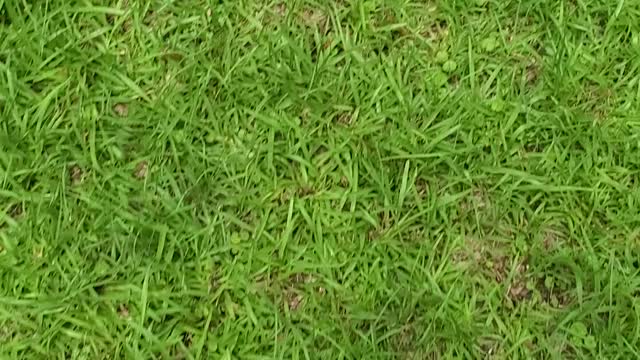 Ep.26 What is this in my yard.