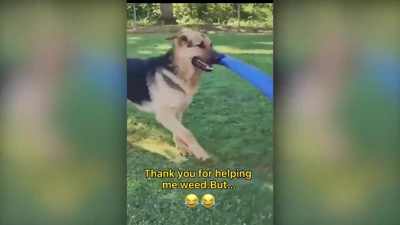 Try not to laugh with these animals 14!