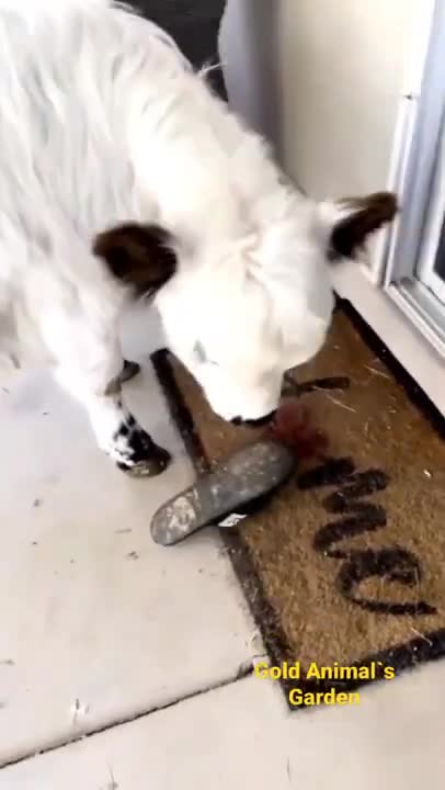 🤣 Cute Animals #cow #funnyanimal