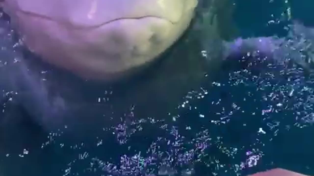 How cute is a beluga whale eating fish.