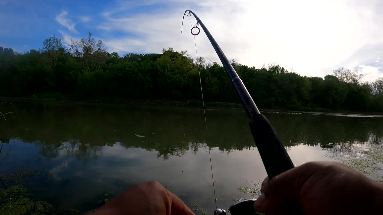 26-inch Female Common Carp hooked....Fish On! (Austin, Texas)
