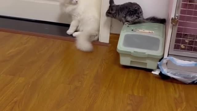 Tom and Jerry