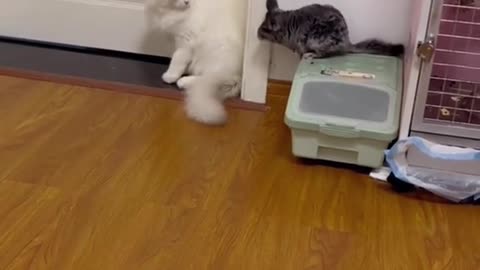 Tom and Jerry