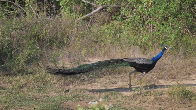 Peacock sound and walk in the forest Indian Peacock calling Peacock voice