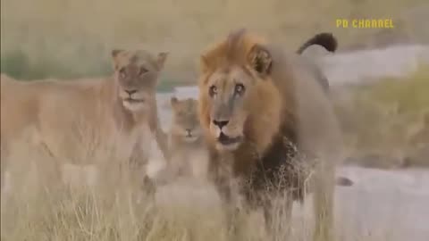 Shocking Moments When Painful Lions Are Attacked And Tortured By Africa_s Deadliest Preys