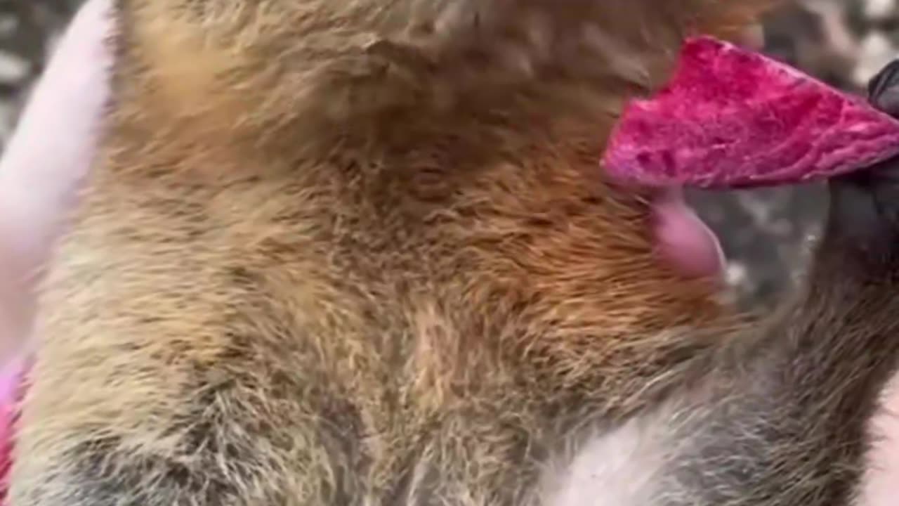 We all know a food lover like this quokka