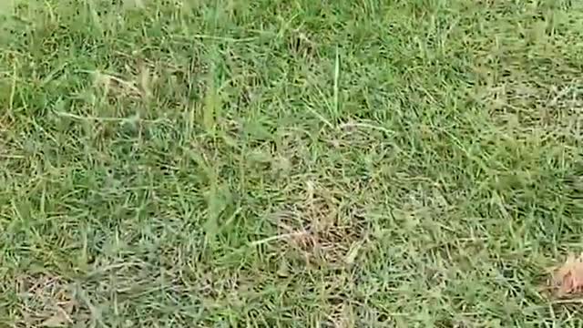 Cutest landing ever Flying squirrel nails it #flying squirrel #adorable #cutepets #exoticpets