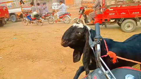 Funny video