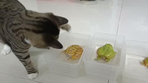 Cat Playing with frogs