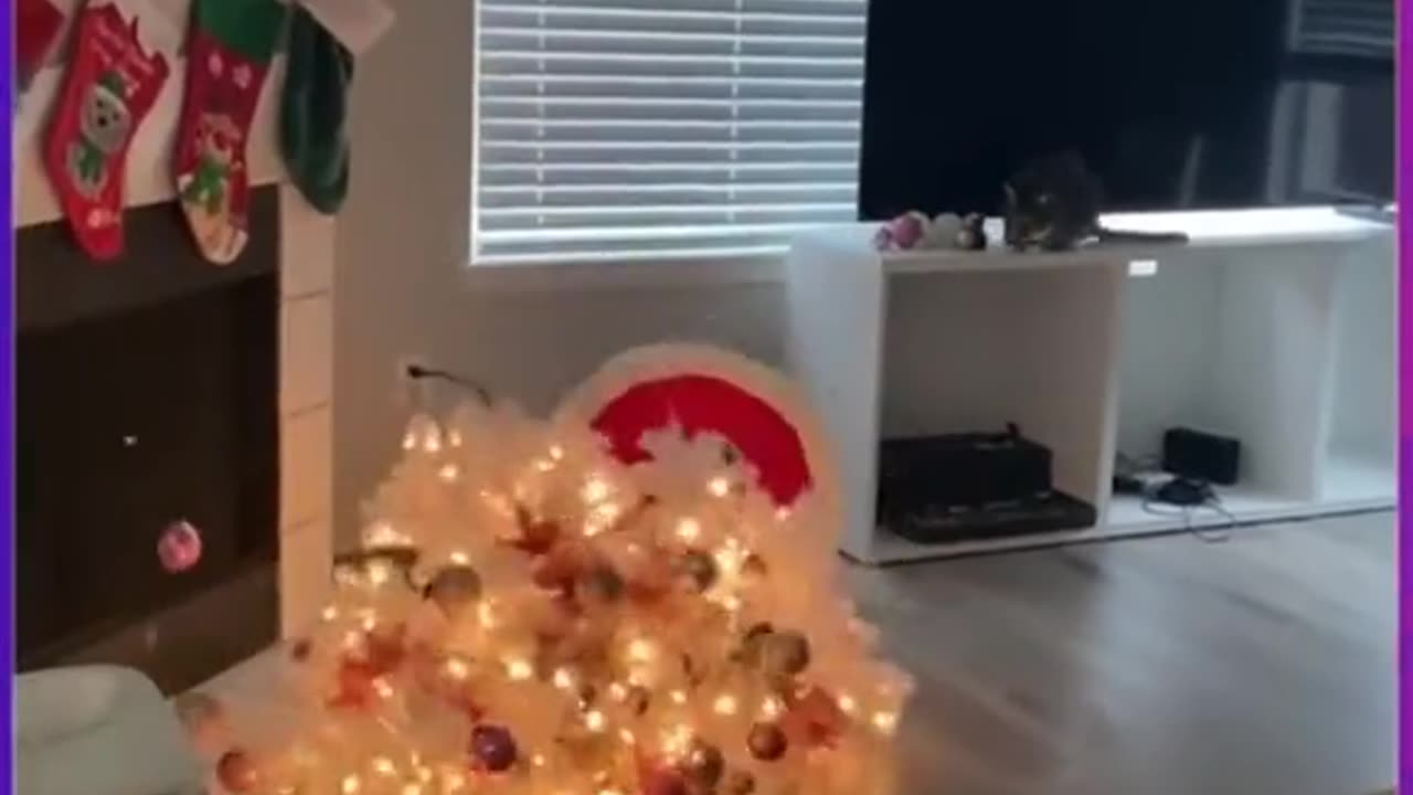 Funny Animals