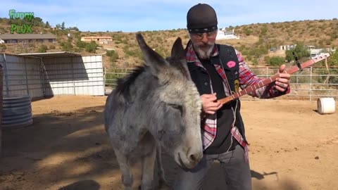 Fun time with Donkeys.