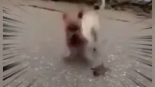 🤣Funny Dog Videos 2021🤣 🐶 It's time to LAUGH with Dog's life