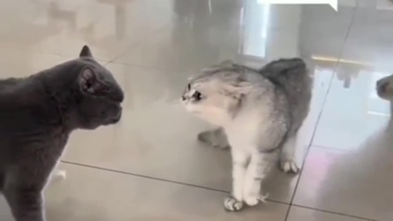 FUNNY CATS FIGHT🐈😺