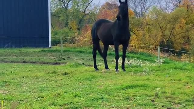 When you accidentally leave the gate open to the big field