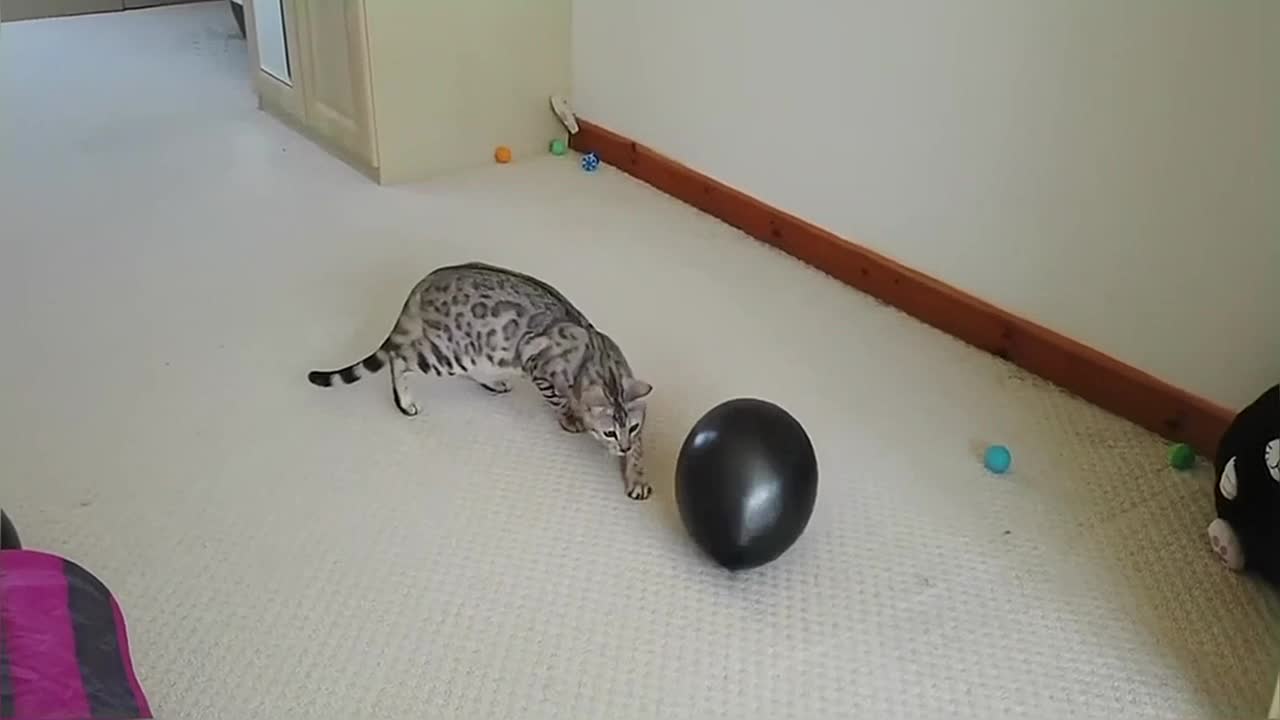 Bengal Kitten Adorably Plays With Balloon