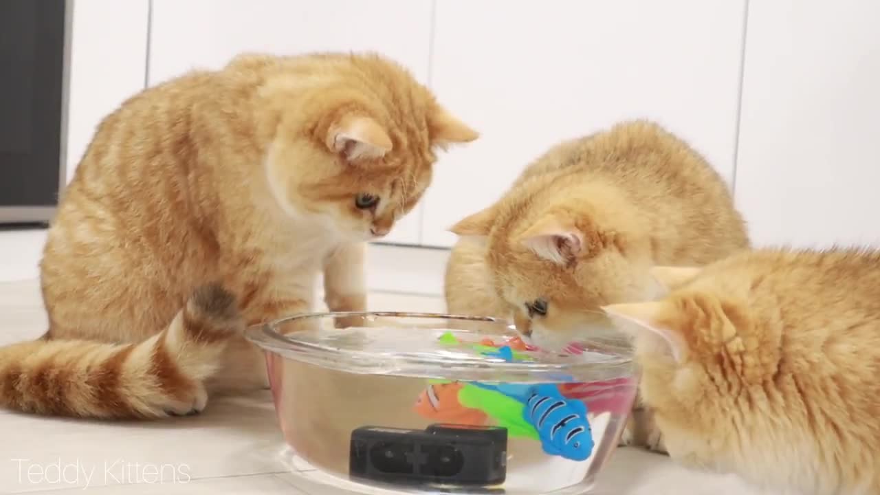 Funny cats on a fishing trip