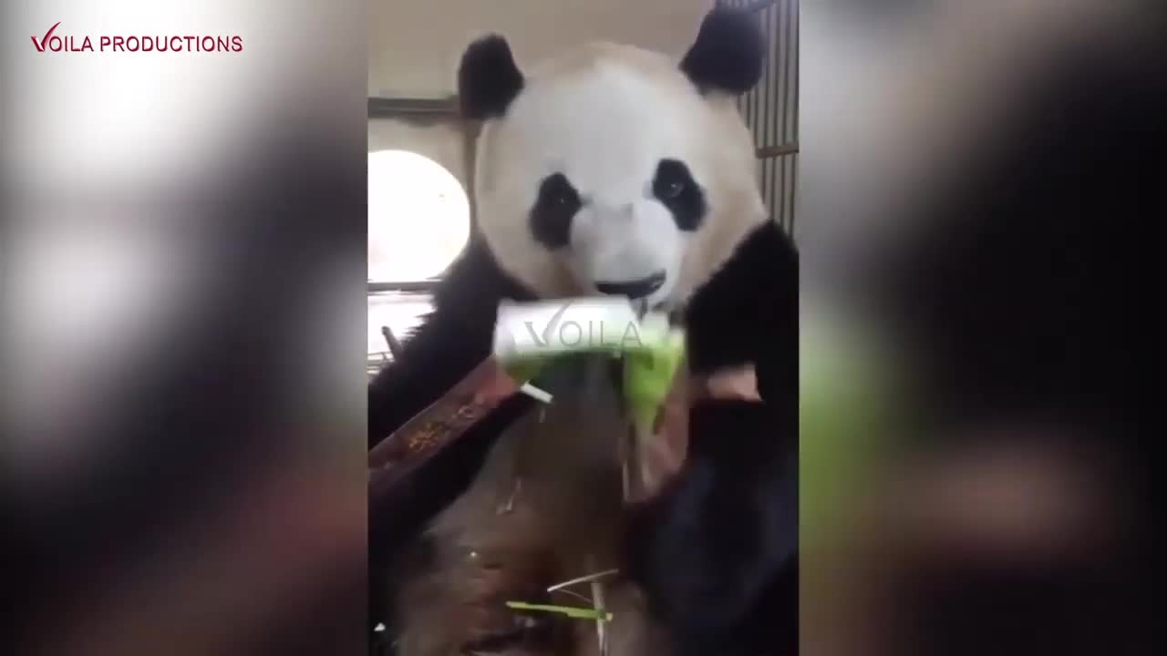 Awesome Panda Eating Bamboo