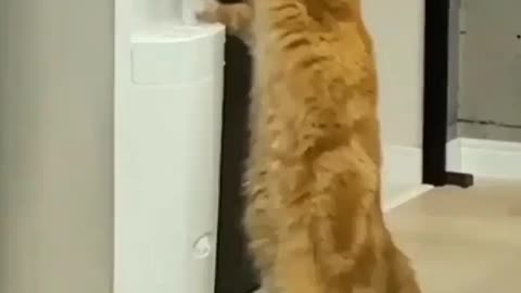 Funny cat