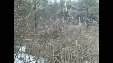 CAMP HACKS - KNOW YOUR AREA 102 - CATTAILS