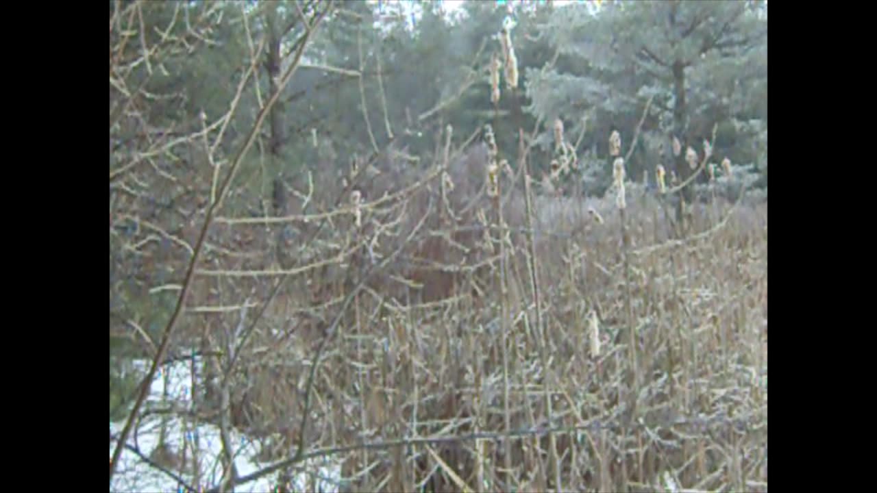 CAMP HACKS - KNOW YOUR AREA 102 - CATTAILS