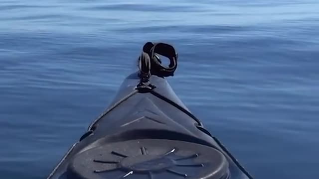 Kayaker's close encounter with 30ft whale off Cornwall