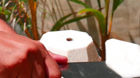 fantastic coconut peeling style