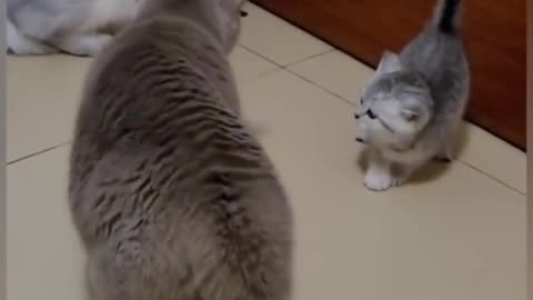 Cat is Funny