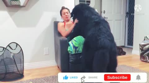 Massive Newfoundland thinks he's a tiny Lap Dog