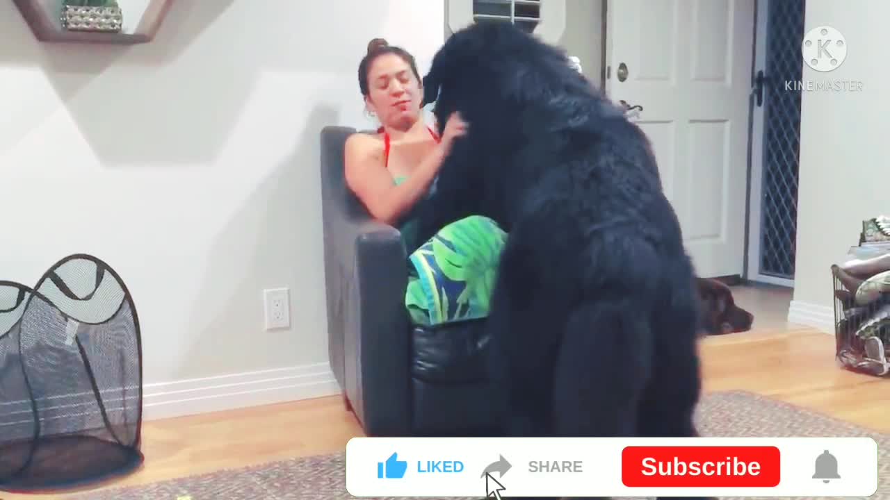 Massive Newfoundland thinks he's a tiny Lap Dog