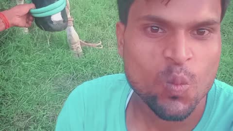 Cow ke sath masti