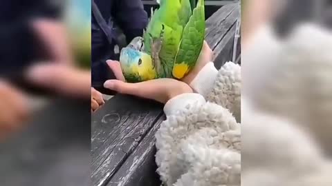 parrot somersault