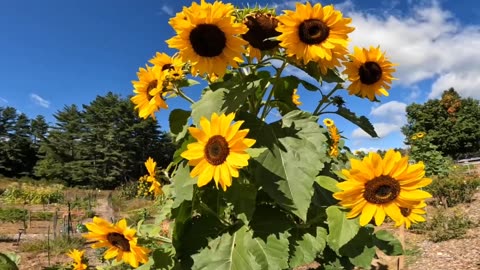 Sunflowers