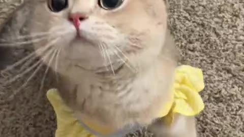 Cat that can talk