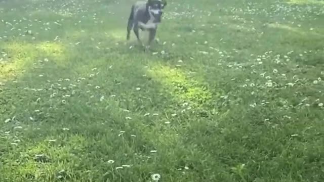 Best funny dogs fails