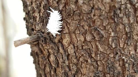 CITRUS MEALYBUG