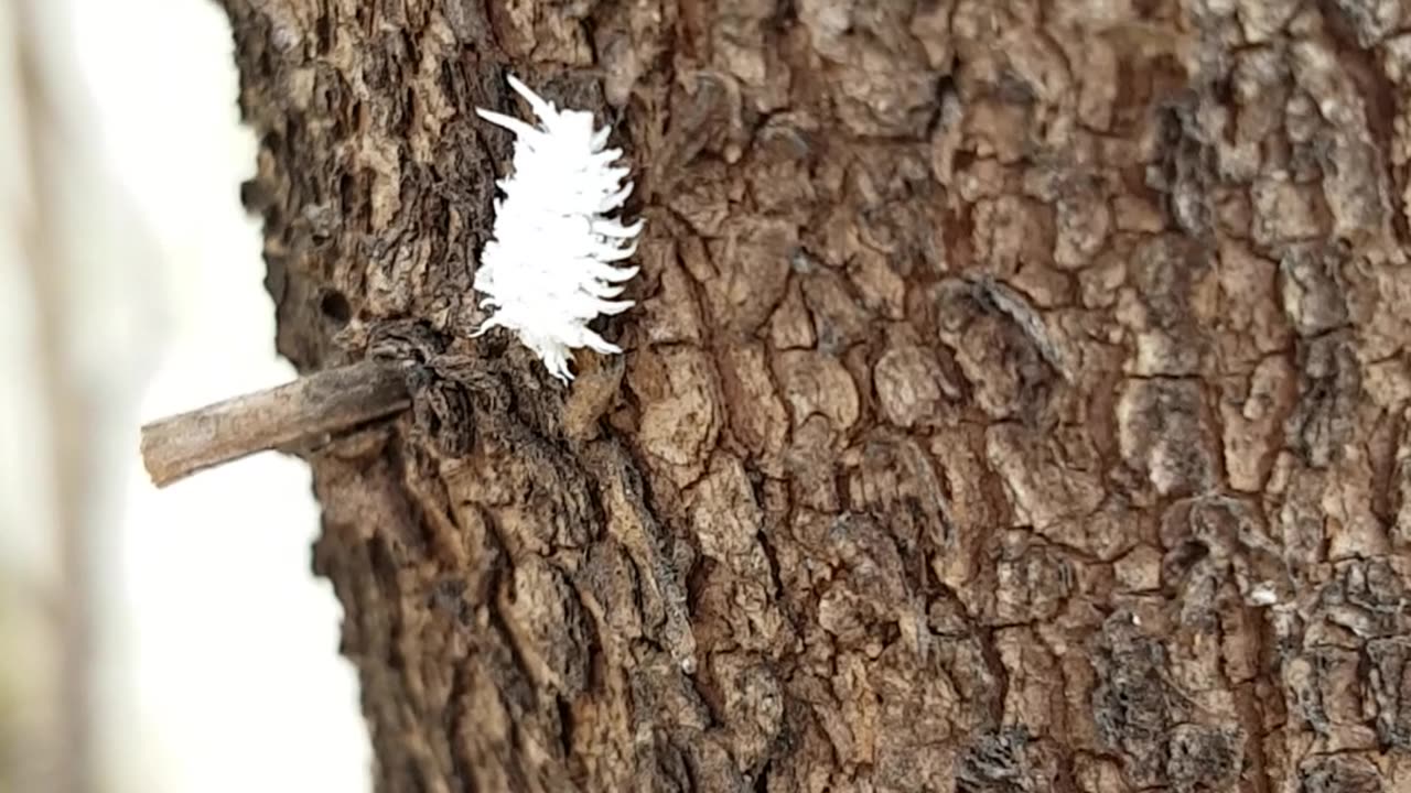 CITRUS MEALYBUG