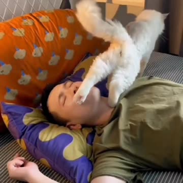 sleeping disturbed by a cat