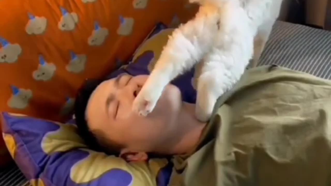 sleeping disturbed by a cat