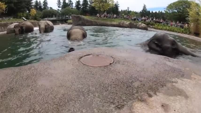 Elephants swimming in Elephant Lands