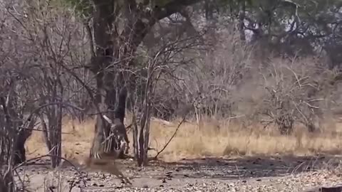 The Eagle Dies While Hunting Octopus In The Ocean