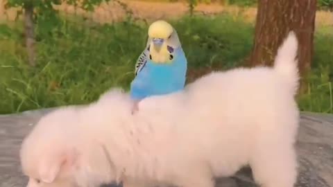 Funny animal video ll mind relaxing videos