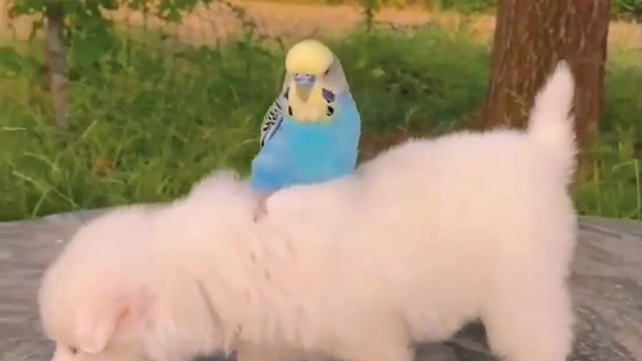 Funny animal video ll mind relaxing videos