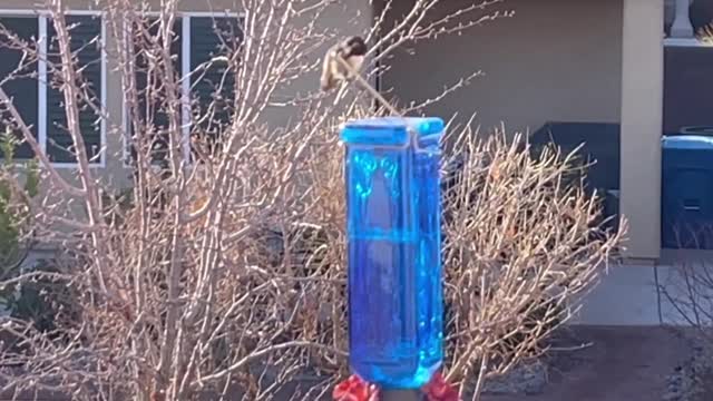 Danny made a new friend today. Cool encounter with a hummingbird!