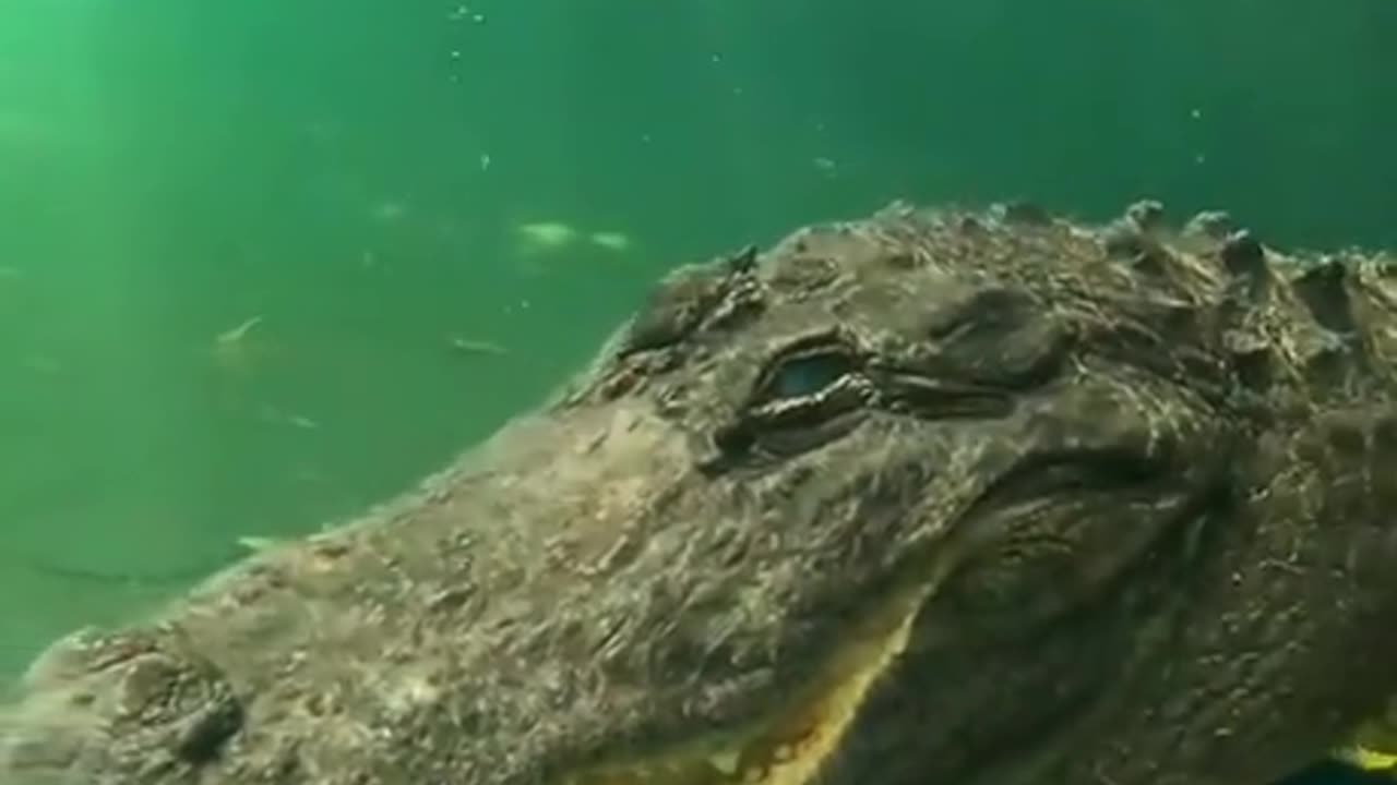 Friendly neighborhood crocodile